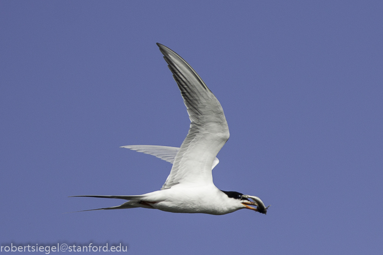 forster's tern